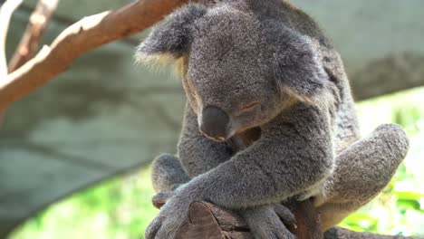 primer plano de un koala sedentario, phascolarctos cinereus dormitando en el árbol, abrazándose y aferrándose al tronco a la luz del día en el santuario de vida silvestre australiano