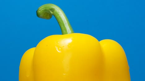 macro footage of the top of a yellow bell pepper slowly rotating on a blue background macro footage of the top of a yellow bell pepper slowly rotating on a blue background fresh yellow pepper place for advertising