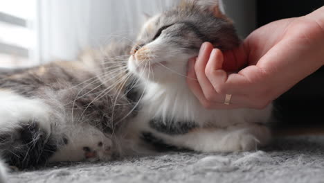 owner's hand cuddling long-haired calico domestic cat resting on the floor at home - close-up