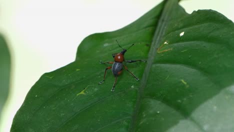 Herauszoomen-Und-Dieses-Hübsche-Blattinsekt-Zeigend,-Metapocyrtus-Ruficollis,-Philippinen