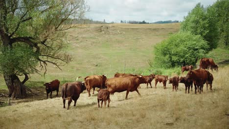 bull slowly chasing female brown cows on slopped farm ground outside