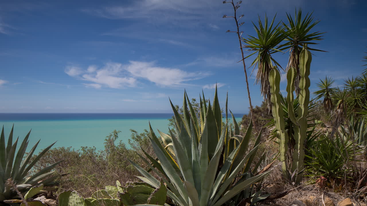 선인장 터치틀 00