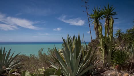 Cactus TurchiTL 00