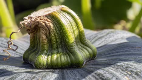 close-up of a unique pumpkin stem on a lush green leaf, showcasing textures, color variations, and the beauty of nature's bounty in a garden setting