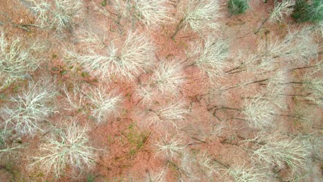 Aerial,-top-down-video-circling-above-a-bare-canopy-in-early-winter