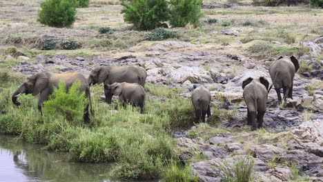 manada de elefantes africanos caminando sobre rocas cerca del río