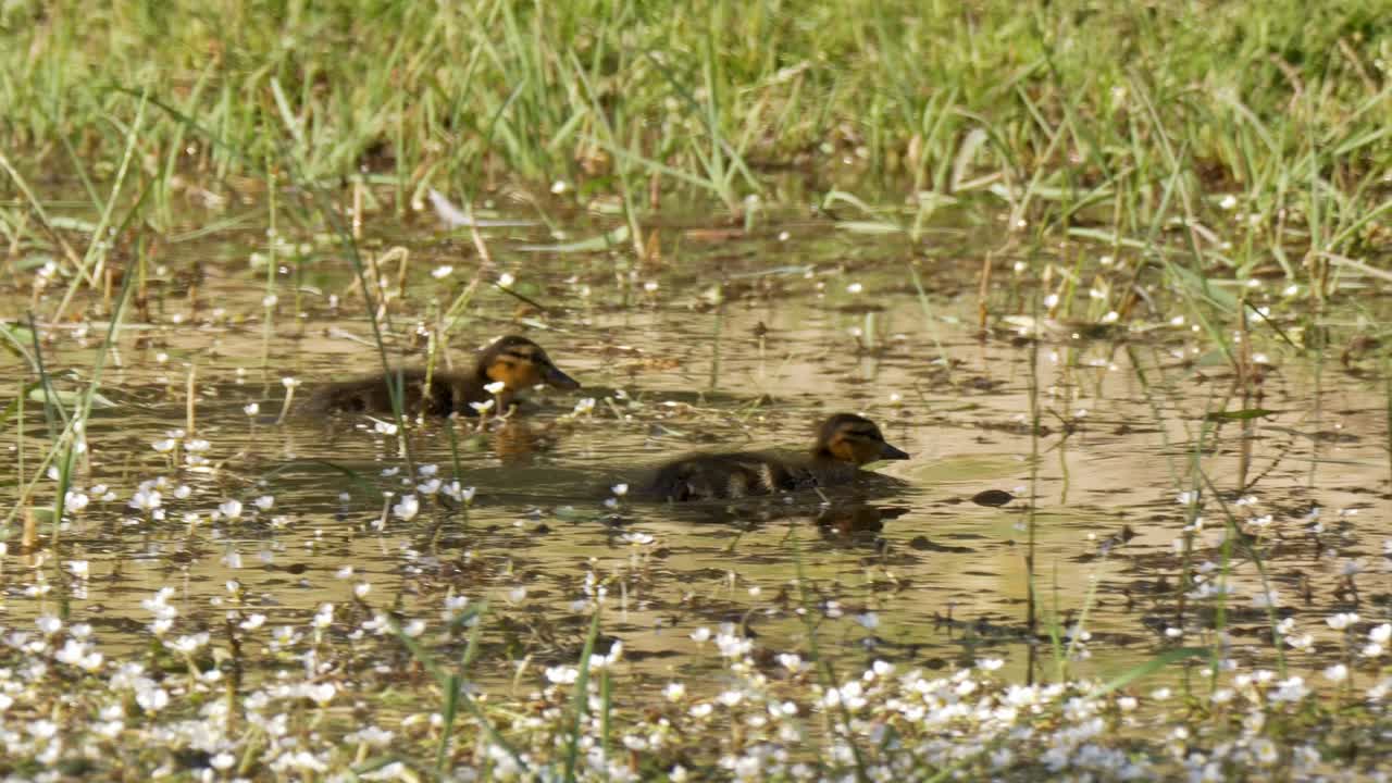 두 마리의 아기 오리들이 꽃과 함께 물 표면의 곤충을 먹으려고 수영하고 있습니다.