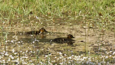 Two-baby-ducks-swimming-while-trying-to-feed-on-insects-on-the-surface-of-the-water-with-flowers