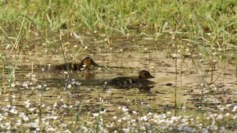 two baby ducks swimming while trying to feed on insects on the surface of the water with flowers