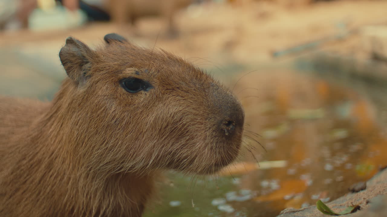 A curious capybara near water, calm and natural outdoor setting, relaxed vibe