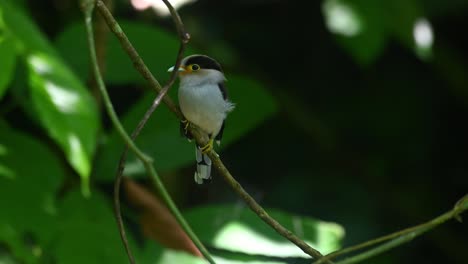 silver-breasted broadbill, serilophus lunatus, kaeng krachan national park, thailand