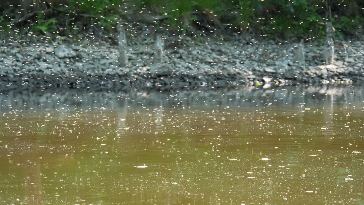 갈색 물 근처에 모기 어리, 지카 바이러스 장면