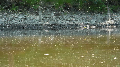 mosquito swarming near brown water, zika virus scene