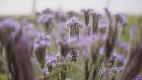 un campo de facelia en flor en verano.