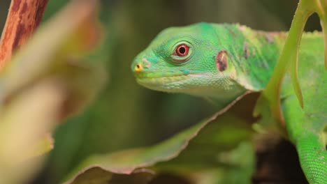 lau banded iguana (brachylophus fasciatus) is an arboreal species of lizard endemic to the lau islands of the eastern part of the fijian archipelago.