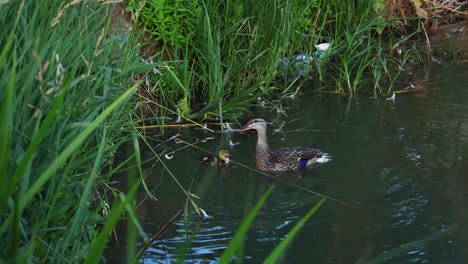 los patos bebés nadando con el pato madre