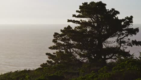 a lone coastal pine tree stands silhouetted against a calm ocean horizon at sunset, surrounded by lush green shrubbery and bathed in soft golden light.