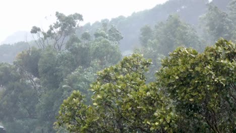 Regensturm-Im-Wald-Auf-Dem-Berg