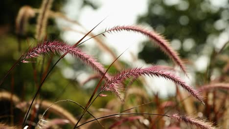 Rote-Schilfpflanze-Winkt-Mit-Luft