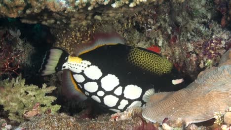 pez ballesta payaso de cerca en el arrecife de coral tropical