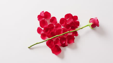video de un solo tallo de flor de rosa roja a través del corazón de pétalos de rosa rojo sobre fondo blanco