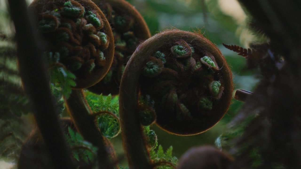 Koru, samambaia da Nova Zelândia. Enrolado na vegetação nativa. Planta jovem.