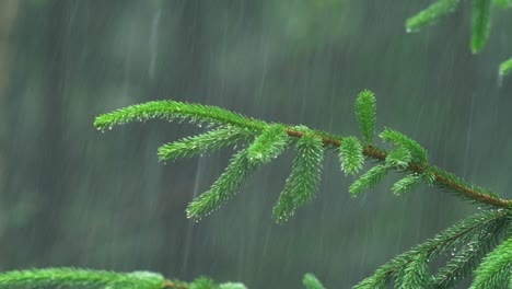 lush green spruce branch getting wet from the rain