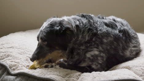 perro acostado en la cama masticando y lamiendo juguete - cámara lenta