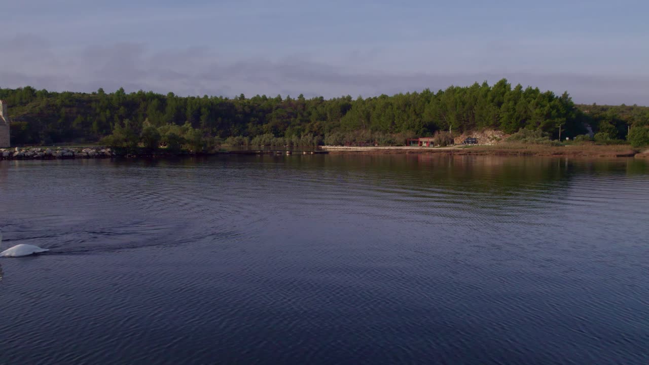 Wschód słońca z łabędziem na wybrzeżu Posedarje.