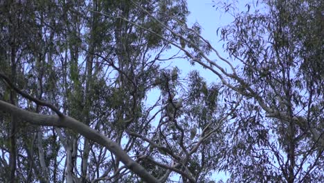 Auf-Natürlichen-Offenen-Farm-Wild-Lebenden-Tieren-Mehrere-Australien-Vogel-Kakadus-Auf-Baum