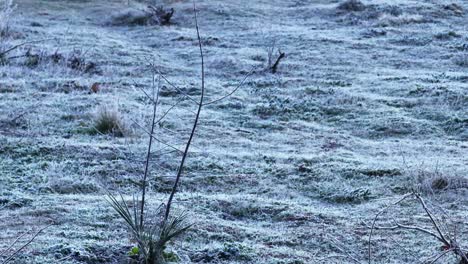 Flug-An-Einem-Frostigen-Morgen.-Visualisierung-In-70-Mm-Eines-Grünen-Bodens-Mit-Weinreben-Und-Im-Vordergrund-Eines-Jungen-Baums-Ohne-Blätter.-Wir-Sehen-Das-Ganze-Gras-Mit-Starkem-Frost-An-Einem-Wintermorgen-In-Avila,-Spanien.