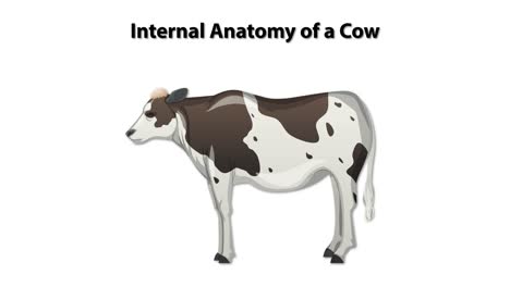 ilustración anatómica detallada de los órganos de una vaca