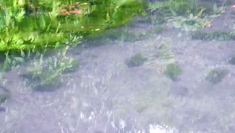 clear water flowing gently over lush green aquatic plants