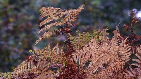 bronze coloured common fern in autumn sunlight on the floor of an english forest, worcestershire, uk