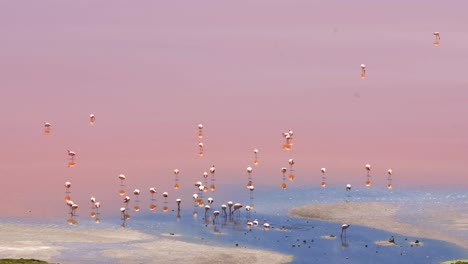 aguas rosadas, colonia de anidación de flamencos andinos, laguna colorada bolivia, andes sudamérica temporada reproductiva