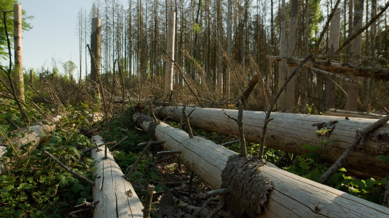 Cut down tree trunks in dead dry spruce forest hit by bark beetle in Czech countryside