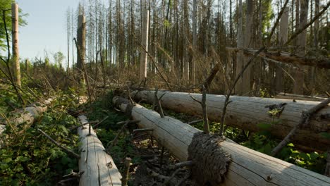troncos de árboles cortados en el bosque de abetos secos muertos afectados por el escarabajo de la corteza en el campo checo