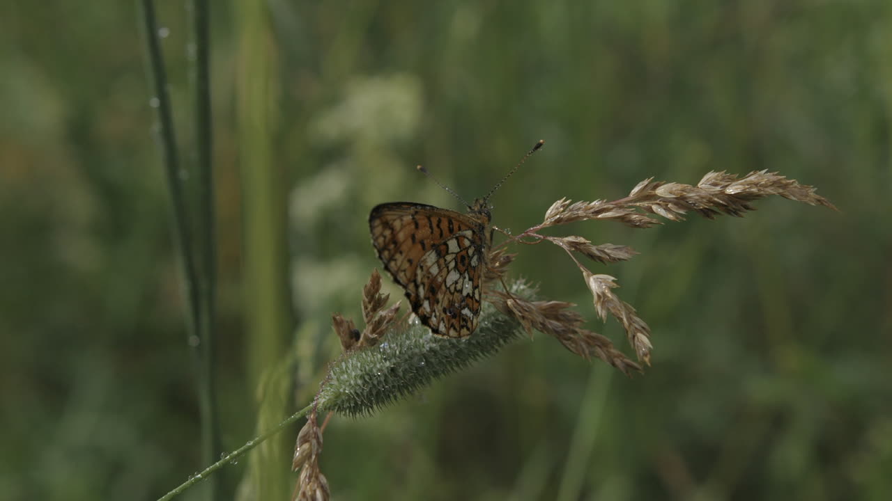 Бабочка на траве