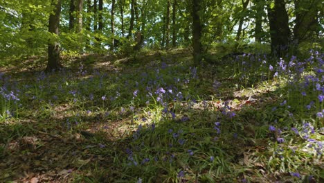 Low-angle-pullback-through-beautiful-bluebell-woodland