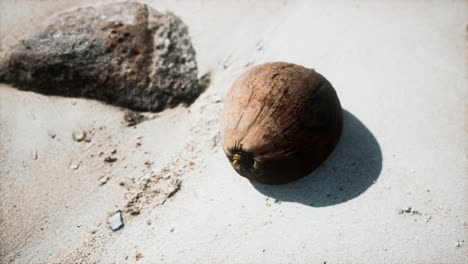 Braune-Kokosnuss-Auf-Dem-Strandsand