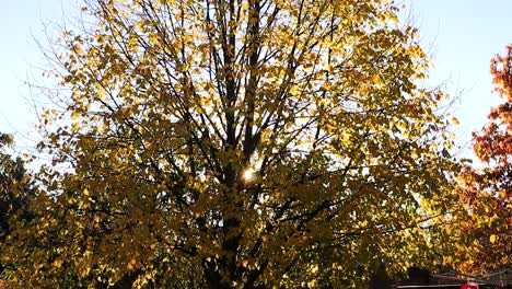 The-sun-slowly-appears-between-the-branches-of-a-Linden,-as-the-leaves-cascade-on-a-windless-day