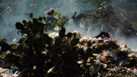 indian fig cactus and rubbish burning in vietnam