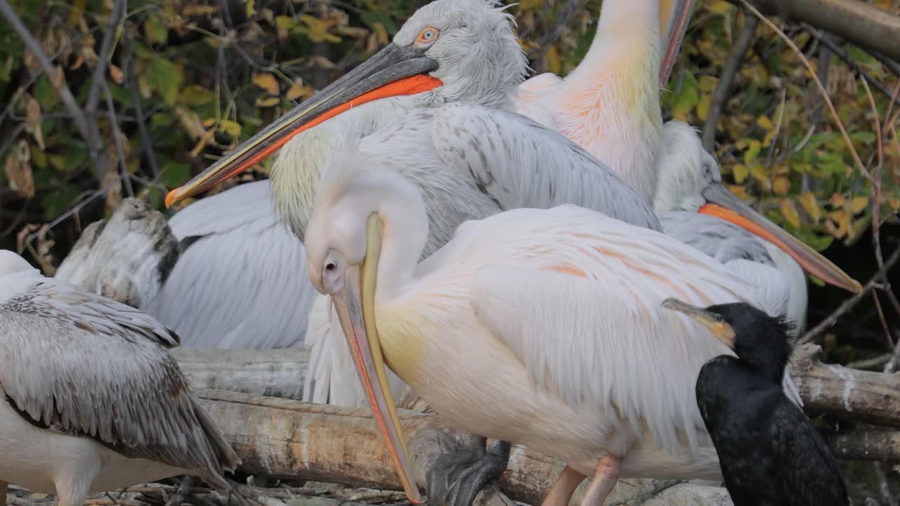 Dalmatian pelican (Pelecanus crispus) is the largest member of the pelican family, and perhaps the world's largest freshwater bird, although rivaled in weight and length by the largest swans.