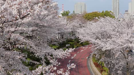 Die-Beste-Kirschblüte-In-Tokio