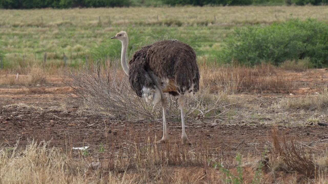 Burung Unta Merumput di Padang Rumput