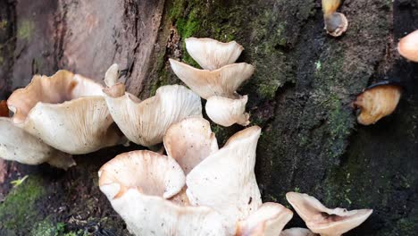 hongos que brotan en el tronco de un árbol de musgo