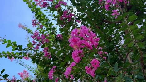 vibrant pink flowers against a blue sky