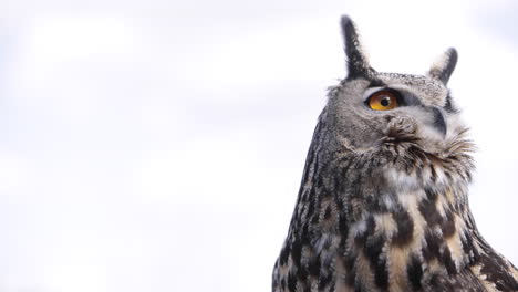 majestic eagle owl on bright sky background