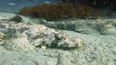 large crocodile fish hiding on a sandy bottom