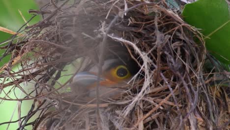 Der-Silberbrust-breitschnabel-Ist-Ein-Berühmter-Vogel-In-Thailand,-Sowohl-Lokal-Als-Auch-International